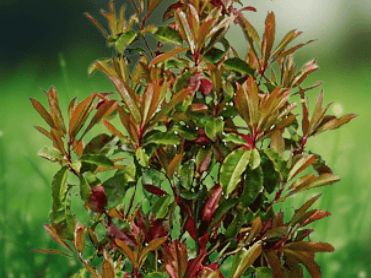10 Seeds Photinia serratifolia Chinese Photinia Evergreen Hedge Shrub