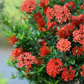 Dwarf Ixora Plant 6" Pot - Orange Evergreen Shrub with Bright Blooms - Ixora coccinea - Low Maintenance Indoor/Outdoor Garden