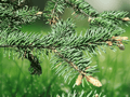 5 Seeds Picea meyeri Meyer Spruce Cold Hardy Evergreen Conifer Tree