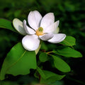 Sweetbay Magnolia Tree Seeds - 20 Pack - Magnolia virginiana - Northern Variety for Planting