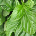 Genovese Basil Seeds 500+ Count – Pesto Herb – Ocimum basilicum – Non-GMO, USA Made, Culinary Herb Seeds