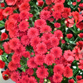 Crimson Sparks Mum Seeds 200+ Chrysanthemum Flower Seeds Colorful Fall Blooms Chrysanthemum morifolium