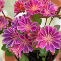 Lavender Lewisia Seeds 35 or 100 Count Non-GMO Flower Seeds Garden Lewisia cotyledon