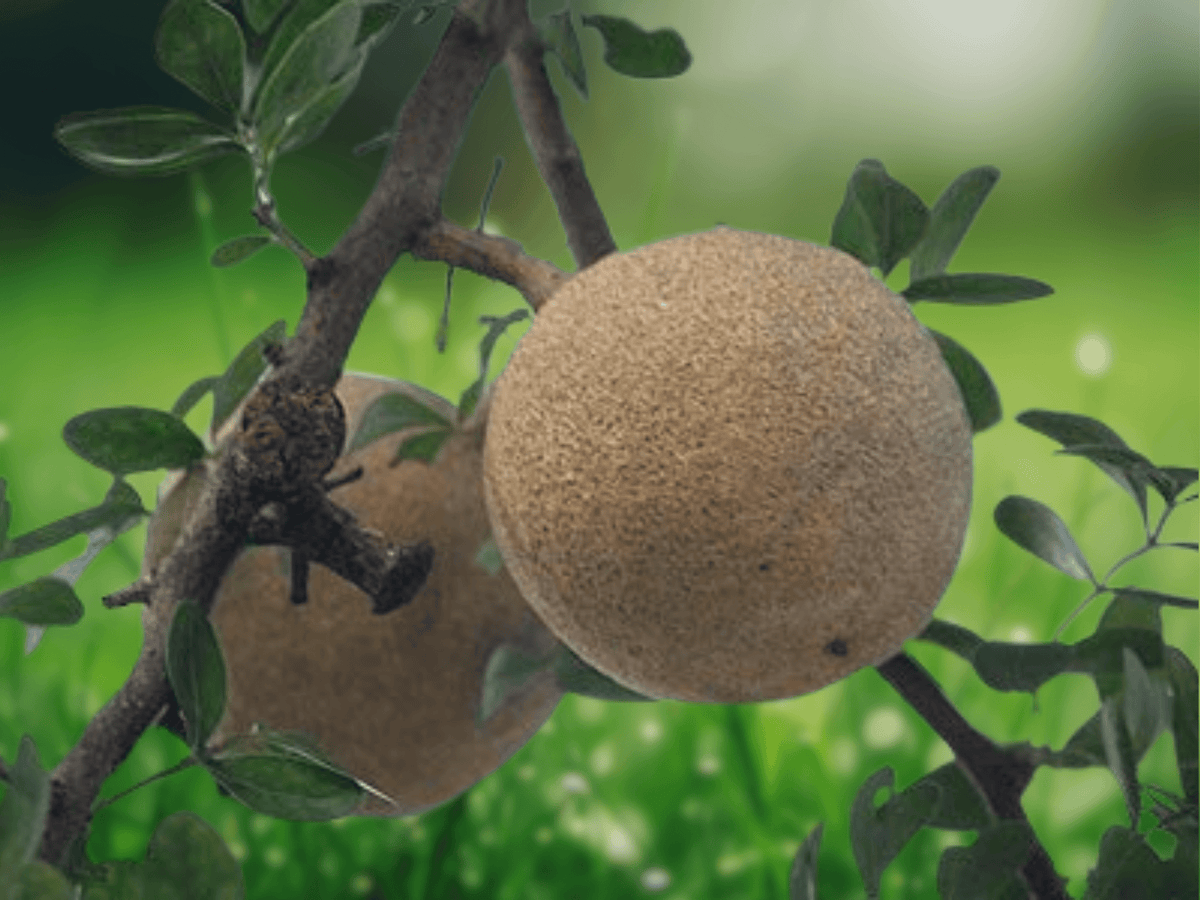 5 Seeds Limonia acidissima (Wood Apple) Tropical Fruit Tree Seeds