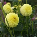 Dahlia Ball Tubers 3 Large Golden Torch Dahlia pinnata for Planting - Bright Yellow Flowering Bulbs