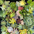 Succulent Cuttings 30-Pack 1-2 Inch Mixed Varieties for Crafting and Gardening Sedum, Echeveria, and More
