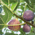 Olympian Fig Tree Starter Plant - 3-8 Inches, Bare Root, Ficus carica, Purple Fruit, Self-Pollinating, Zones 6-10