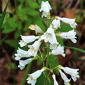 Hairy Beardtongue Seeds 200 Count Penstemon hirsutus Wildflower Seeds for Planting, Native Perennial Flower Seeds