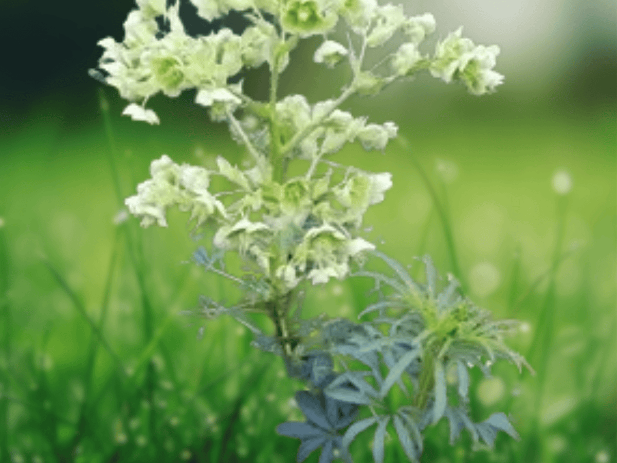 5 Seeds Helleborus foetidus Stinking Hellebore Evergreen Perennial Shade Garden