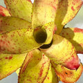 Neoregelia Ojo Rojo 4" Pot | Tropical Bromeliad | Neoregelia 'Ojo Rojo' | Exotic Indoor Plant for Home Decor