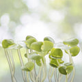 Mung Bean Seeds 250+ Sprouting Microgreens for Gardening - Edible Plant Seeds (Vigna radiata)