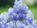 1 Live Plant Nikko Blue Hydrangea Bush Tall Bare Root Hydrangea macrophylla