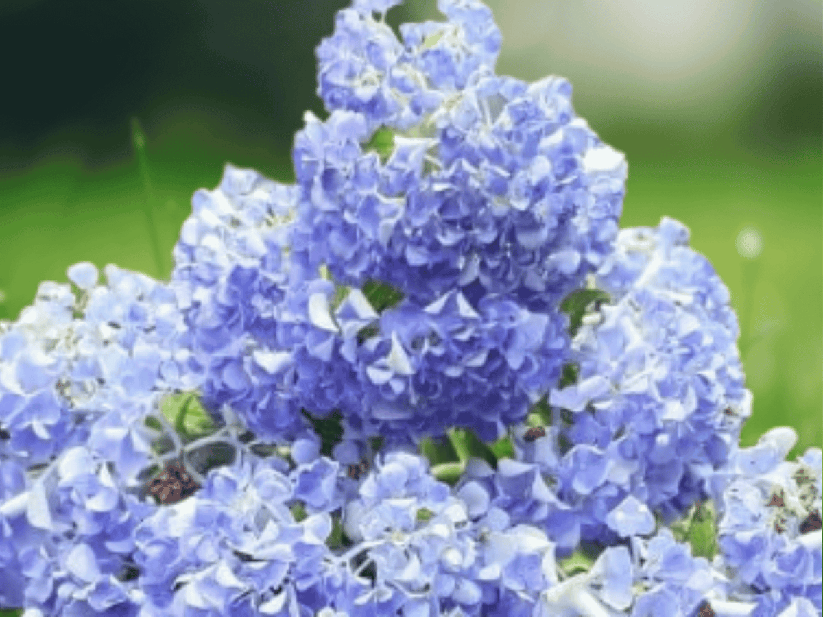 1 Live Plant Nikko Blue Hydrangea Bush Tall Bare Root Hydrangea macrophylla