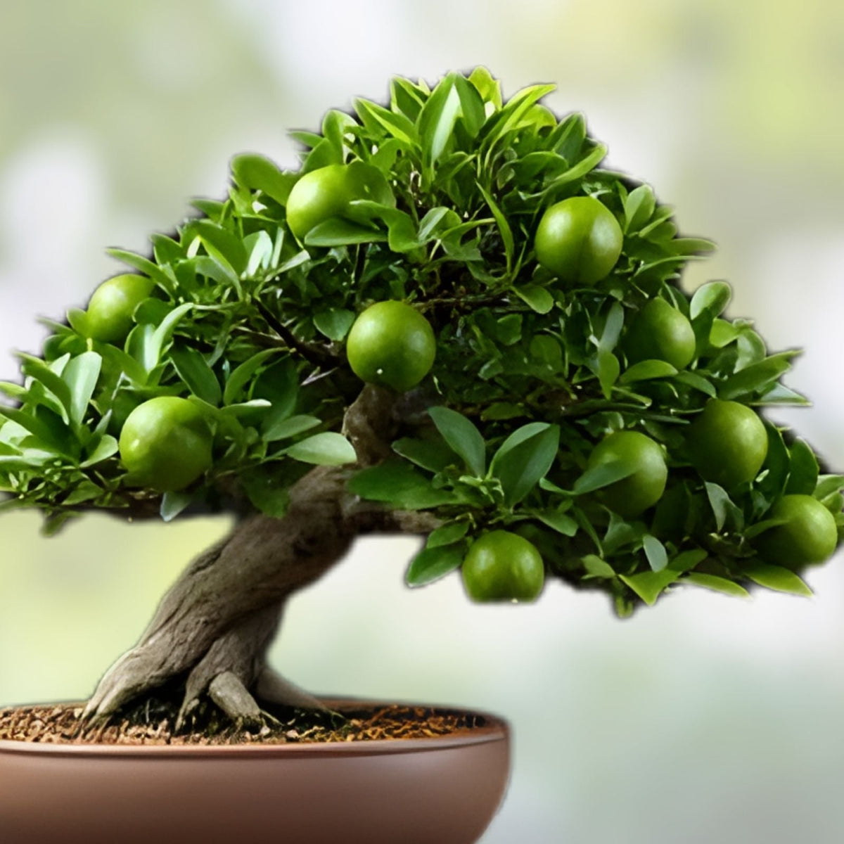 Dwarf Lime Bonsai Tree Seeds – 20+ Seeds – Citrus aurantiifolia – Indoor Planting – Ships from Iowa, USA