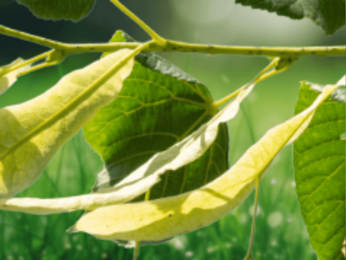 5 Seeds Linden Tree Tilia platyphyllos Hardy Shade Tree