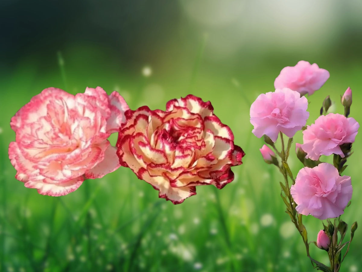 100 Seeds Carnation Perennial Flower Dianthus Double Mix Multicolor Blooms Hardy Fragrant Cut Flower Garden Patio Ornamental