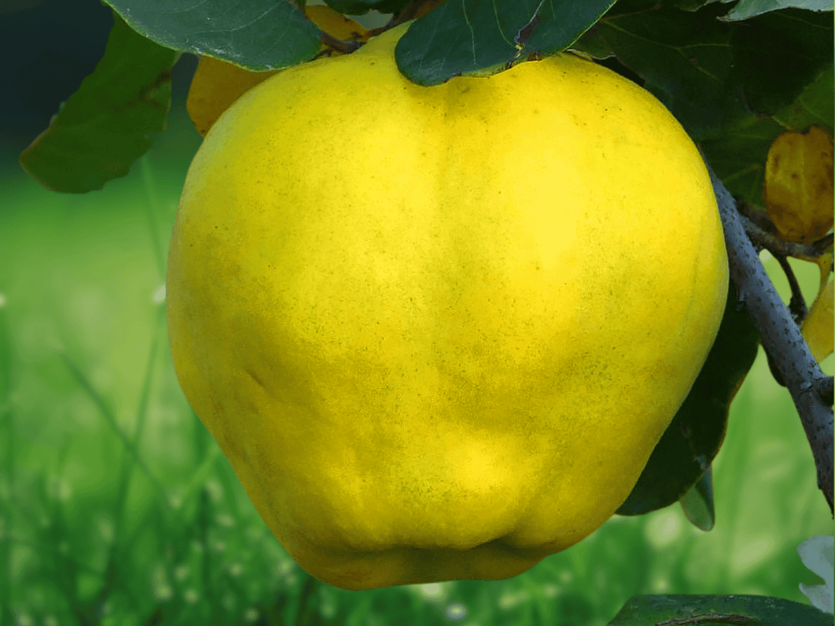 1 Live Plant Provence Quince 18 Inch Tall Rooted 1-2 Year Old Cydonia oblonga
