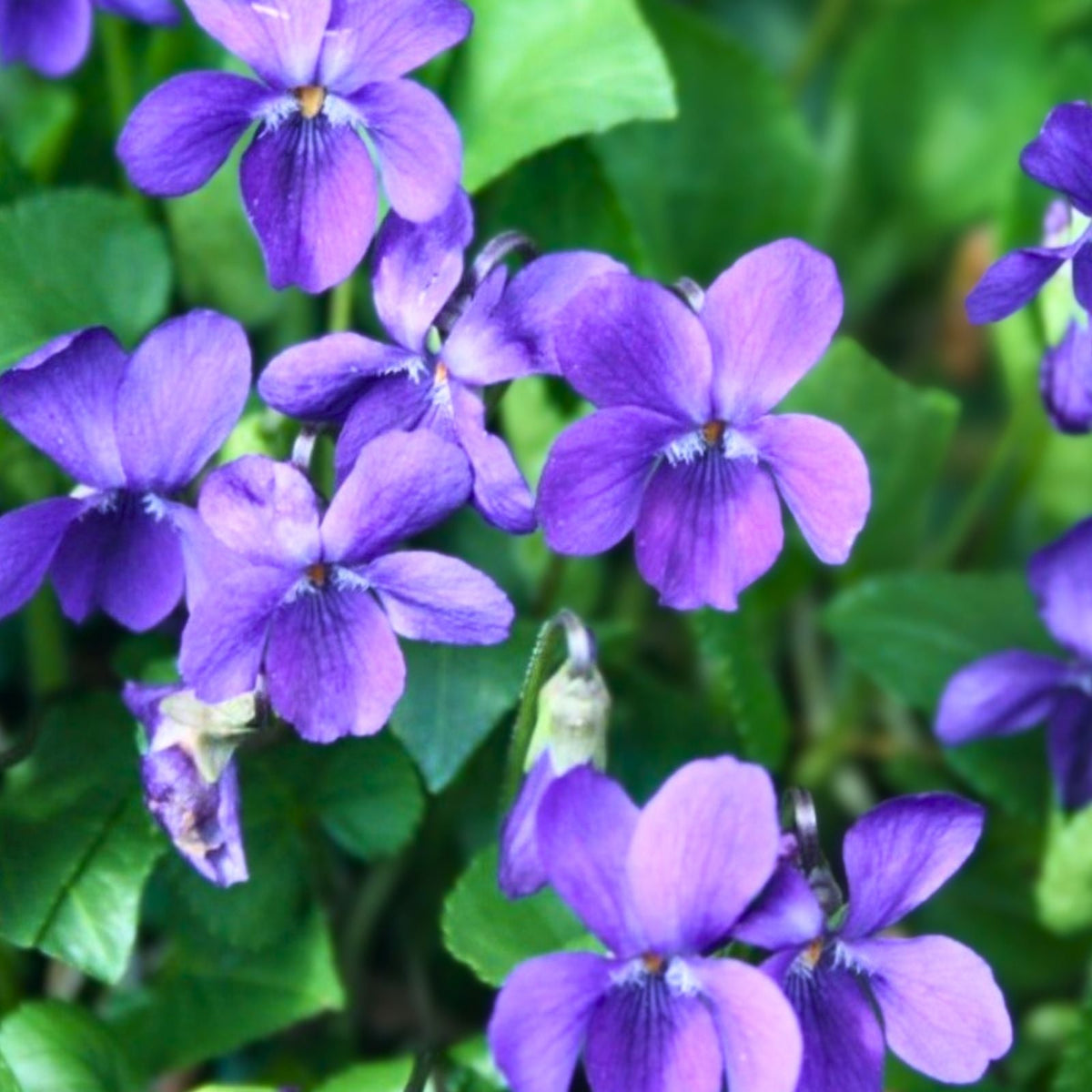 Purple Wild Violet Rhizomes 20+ Organic Viola Bareroots Edible Perennial Flower, Hardy Zones 6-10, Viola spp.