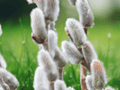1 Live Plant Giant White Pussy Willow Salix chaenomeloides Starter Plant in 4 Inch Pot