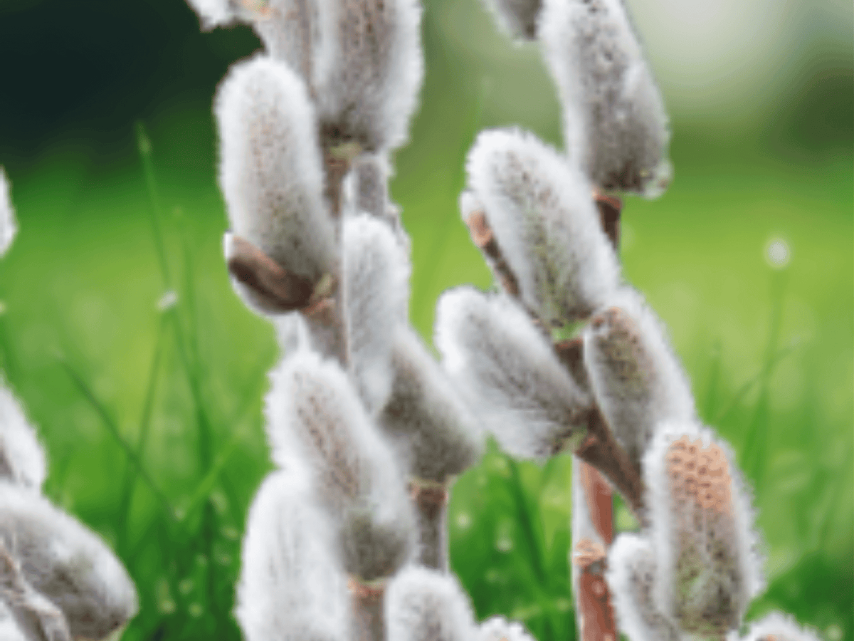 1 Live Plant Giant White Pussy Willow Salix chaenomeloides Starter Plant in 4 Inch Pot