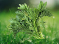 200+ Seeds Shungiku Garland Chrysanthemum Edible Leafy Green Glebionis Coronaria Asian Vegetable Easy Grow Annual Container