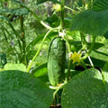Golden Crookneck Squash Seeds - 100 Heirloom Non-GMO Seeds - Cucurbita pepo - Organic Vegetable Seeds for Gardening