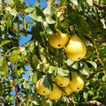 Pear Tree Cuttings 10in Organic Fresh Pyrus communis | 5+ Live Plant Cuttings for Gardening