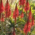 Aloe Arborescens Cuttings - 4 Healthy Succulent Propagation Plants - Aloe Vera Gardening Supplies