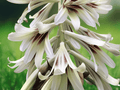 5 Seeds Cardiocrinum giganteum Giant Himalayan Lily Tall White Flowering Perennial
