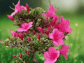 1 Live Plant Hampton Beauty Azalea Bonsai Starter Quart Size