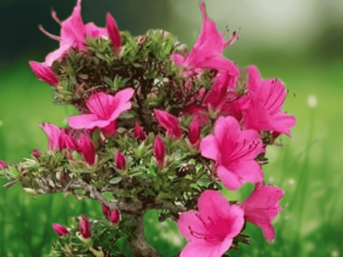 1 Live Plant Hampton Beauty Azalea Bonsai Starter Quart Size