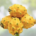 Yellow Dragon Fruit Seeds 30 Pack – Rare Hylocereus megalanthus for Planting and Garden Cultivation
