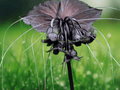 5 Seeds Tacca chantrieri Black Bat Flower Tropical Exotic