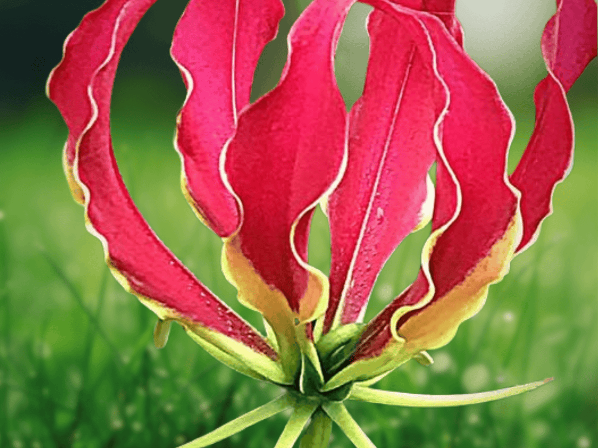 5 Seeds Gloriosa Lily Vine Gloriosa rothschildiana Climbing Flowering Vine
