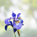 Siberian Iris Starter Plants Set of 3 - Well-Rooted Perennials for Garden Blooms - Iris sibirica