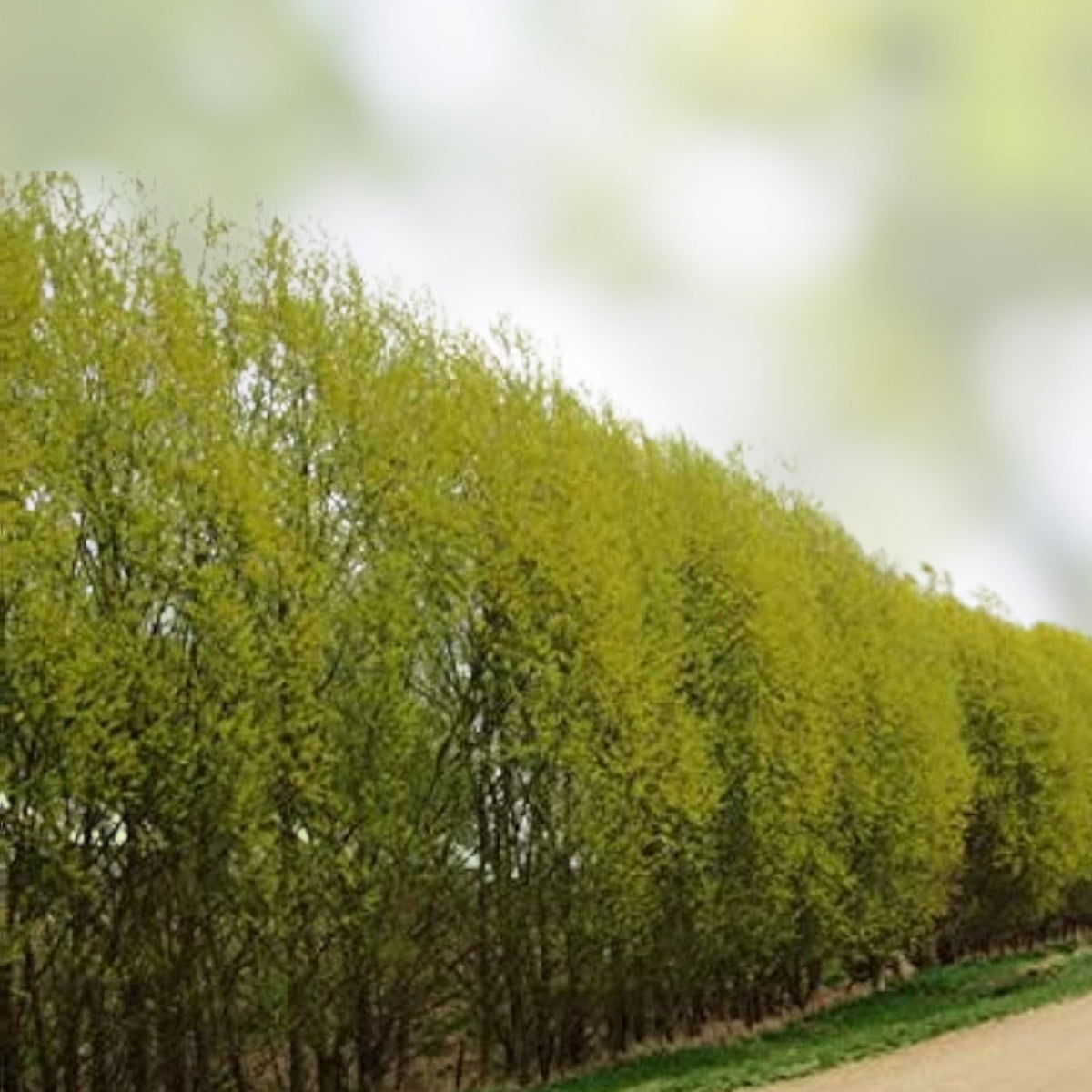 Hybrid Willow Cuttings - 2 Foot Tall Salix × sepulcralis - Two Large Live Cuttings for Landscaping and Garden Privacy