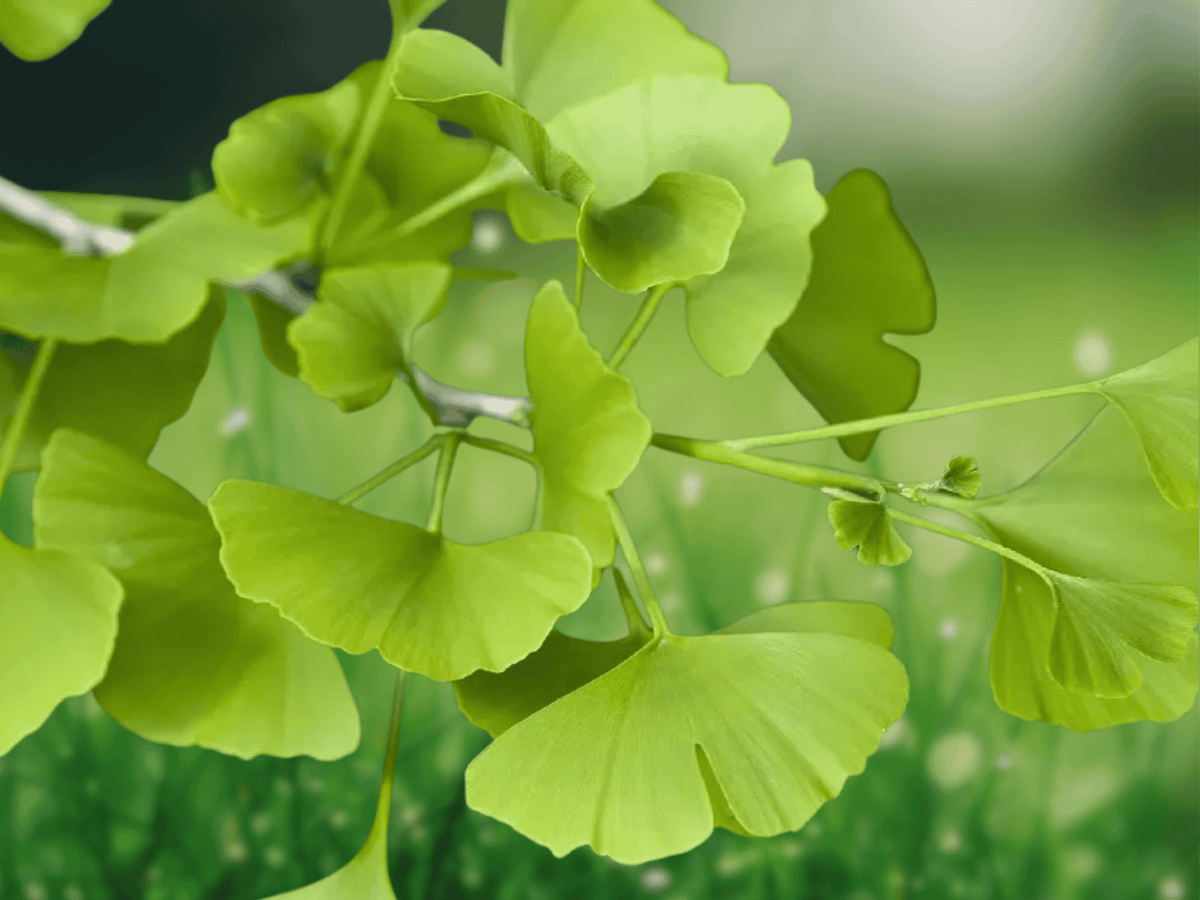 5 Ginkgo Tree Live Plants Ginkgo biloba 12 Inch Bare Root Sapling Ornamental Shade Tree