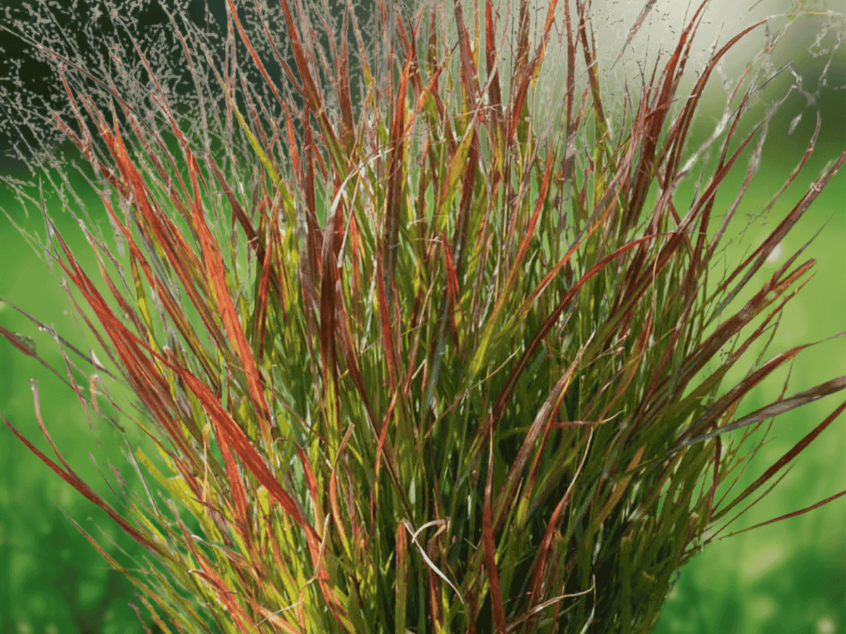 25 Seeds Panicum virgatum Shenandoah Red Switchgrass Ornamental Grass