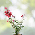 Heirloom True Pink Crepe Myrtle Trees 6" Rooted Cuttings Lagerstroemia indica Fast-Growing Flowering Shrubs