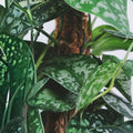 Silver Serpent Vine Plant - Rooted Smilax glauca with Glossy Green and Silver-Backed Leaves - Rare Houseplant