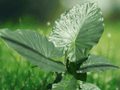 7 Inch Alocasia Portora Elephant Ear Live Tropical Starter Plant
