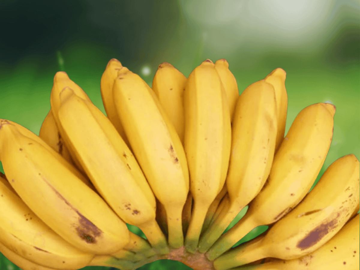 10 Live Plant Goldfinger Banana Tree FHIA-01 Musa Hybrid Starter Plug Tropical Fruiting Plant