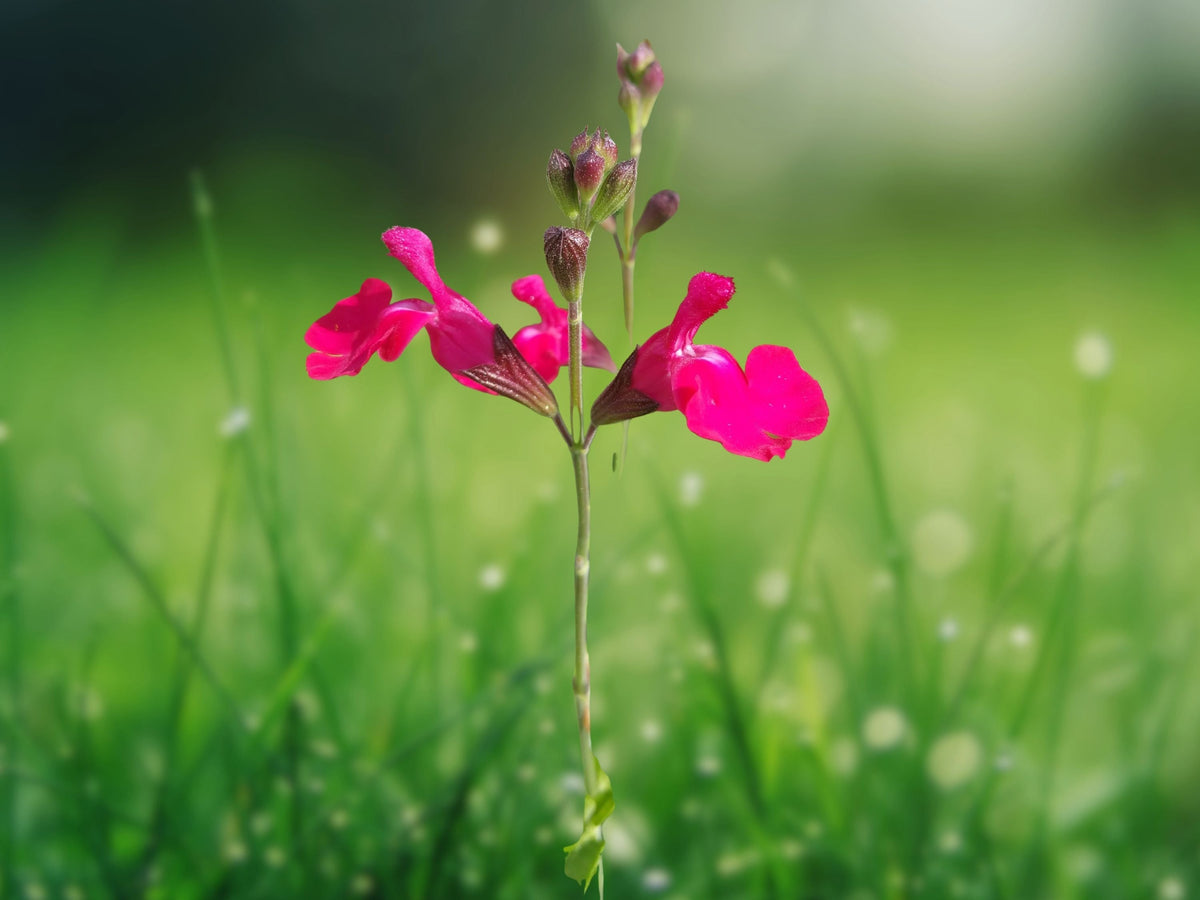 50 Seeds Salvia Splendens Fuchsia Pink Flower Annual Pollinator Friendly Easy Grow Drought Tolerant Garden Plant