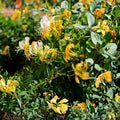 Japanese Honeysuckle Vine - 5 Live Rooted Plants - Fragrant Lonicera japonica - Heirloom Southern Alabama Heritage