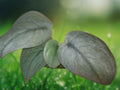 1 Unrooted Cutting Scindapsus Platinum Java Silver 2 Node Tropical Vine Houseplant Starter