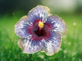 20 Seeds Hibiscus Bicolor Mix Purple Yellow Pink Fragrant Tropical Perennial Garden Plant