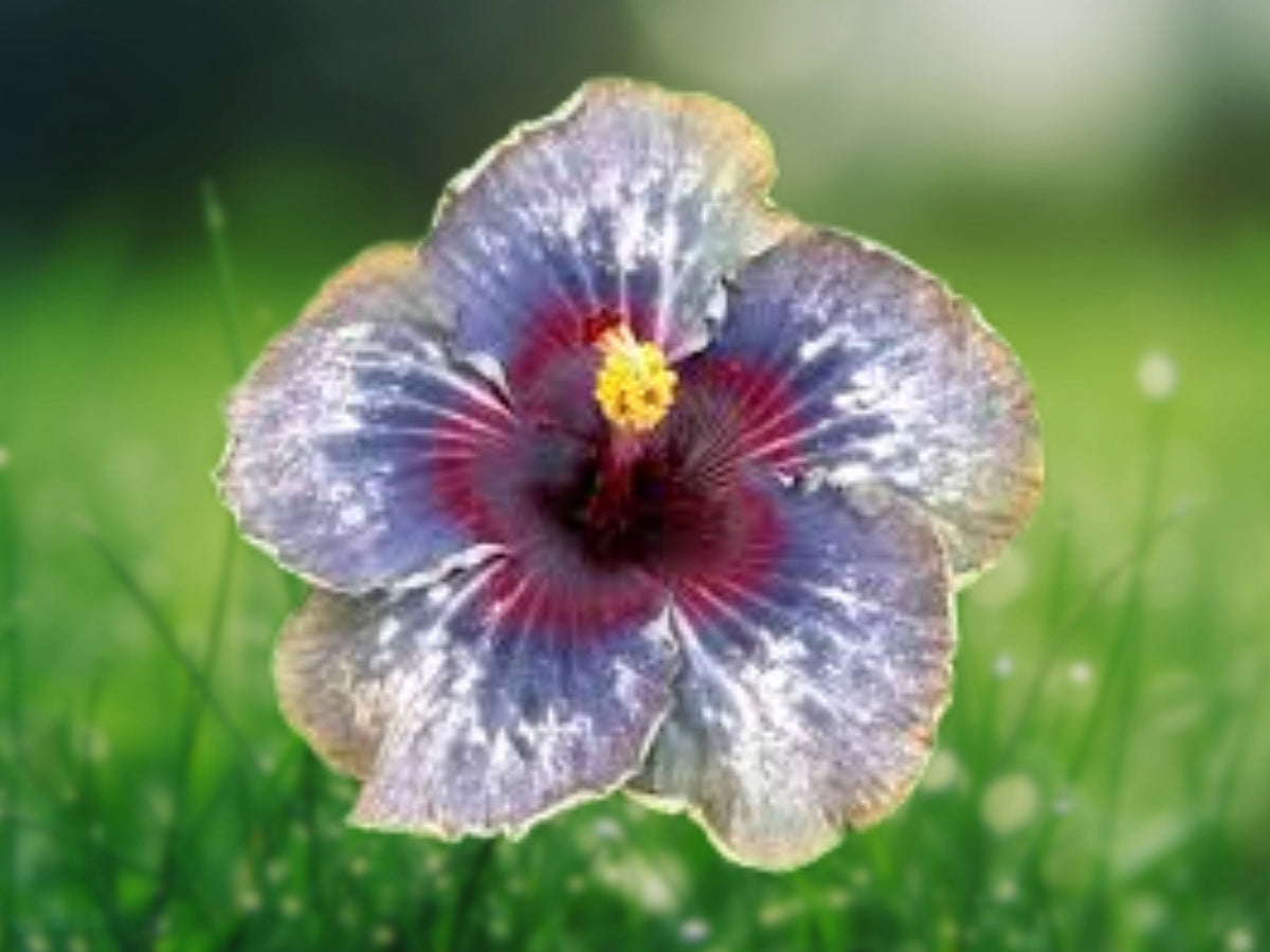 20 Seeds Hibiscus Bicolor Mix Purple Yellow Pink Fragrant Tropical Perennial Garden Plant