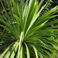 Cabbage Palm Tree Seeds 30 Count, Cordyline Australis, Tropical Garden and Landscape Planting Seeds