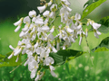 5 Seeds Cladrastis lutea Yellowwood Tree Hardy Shade Tree Fragrant Flowers Fall Color