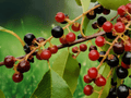 1 Live Plant Black Cherry Tree 12 in Tall Prunus serotina Bare Root